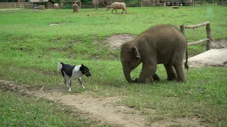 Baby Elephant Try To Make Friend With Dog - ElephantNews