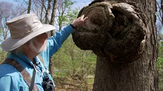 Nature Walks with Henry Horn: Two Trees