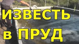 🏞👉💯 Вносим известь в пруд Чтобы вода не цвела Известкование пруда Как очистить воду #ПавелВоеводский