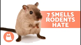 7 SMELLS That MICE and RATS HATE 🐀❌ They Can't Stand Them!