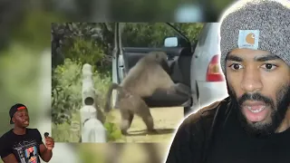 Baboons Are Thugs | Casual Geographic - The Most Generational Rivalries in the Animal Kingdom