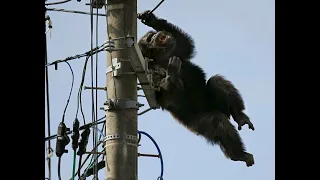 Elektriğe kapılıp Allah'ına kavuşan hayvanlar-2