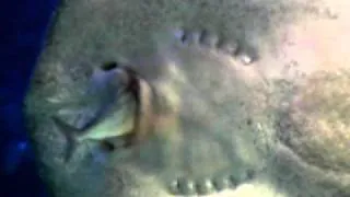 Stingray eats fish at the Melbourne aquarium