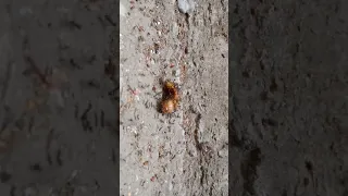 crazy ant vs male worm