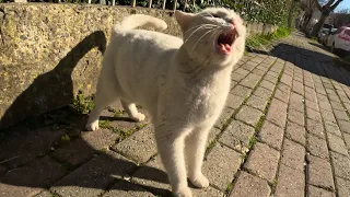 When you travel 2 hours to see Angry White Cat and this happens…