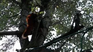 red panda at Asahiyama Zoo