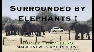 Swimming in a heated pool and being surrounded by Elephants at Mabalingwe Game Reserve