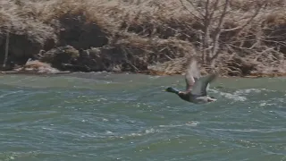 A windy day at the duck pond