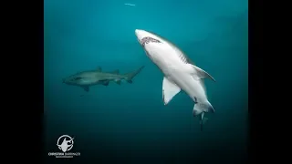 Sand Tiger Sharks on NC Wrecks