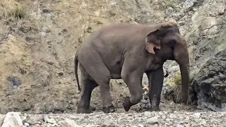 हाथी के पेट में चोट Tusker के दांत की । Why Makhna Elephants Are More Than Tuskers In Forest ।Tusker