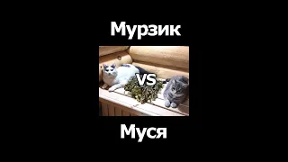 Мурзик и Муся!!!