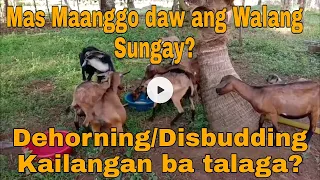 Totoo bang may Anghit ang Walang Sungay na Kambing | Dehorning Benefits | Goat Farming