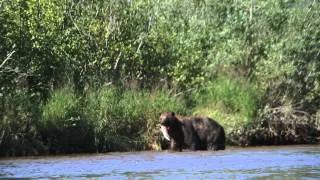 Redoubt Mountain Lodge - Bears