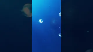 Sea jellyfish