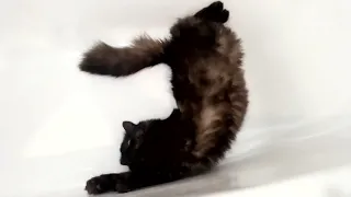 Воды не боюсь! Смелый котенок Барсик в ванной.