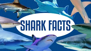 Shark Facts, Myths, and Misconceptions Explained!