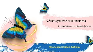 Опис метелика і дуже цікаві факти про нього 🦋