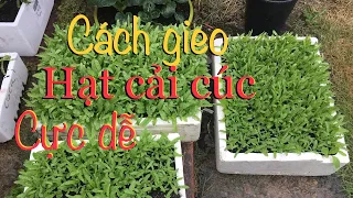 #108.cách gieo cải Cúc cực dễ và cách bón nước hiệu quả.