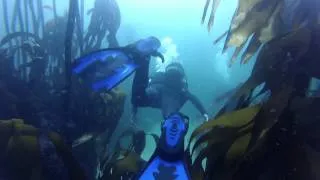 Cape Town(Simonstown) scuba