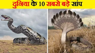 मिलिये दुनिया के 10 सबसे बड़े सांपों से | 10 Biggest Snakes In The World | World's 10 Biggest Snakes