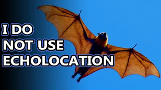 Flying Fox facts: the big bois of the skies | Animal Fact Files