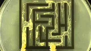 Slime mold solving maze