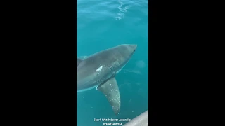 Big Great White Shark Filmed From Adelaide Fishing Charter