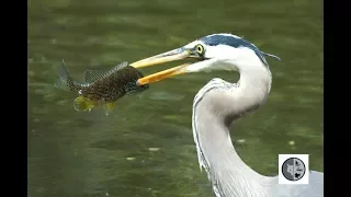 INTO NATURE Ep.23 : Great Blue Heron fishing