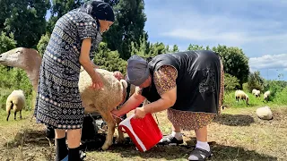 Cheesemaking with Grandma - Milking a Sheep and Making Cheese