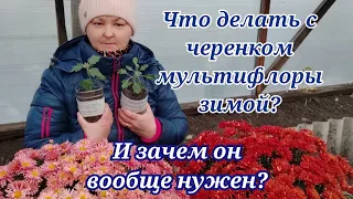 Хризантема мультифлора. Один из способов сохранить зимой.