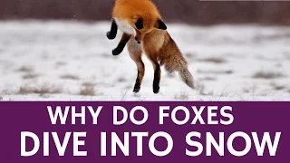 Why Foxes Dive Headfirst Into Snow – Secret Hunting Technique (Mousing)