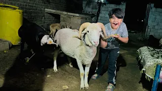 Ali ko qurbani k leye khatarnak sheep 🐑 pasand a gai 😱 || horror jungle me phans Gaye hm 🥺 ||