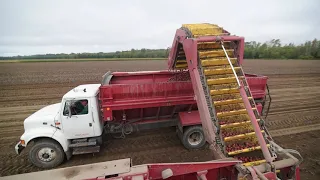 HARVESTING POTATOES | at the potato farm