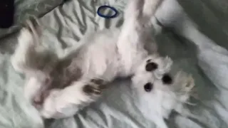 my day is your day - Moments from the life of a cute Maltese dog