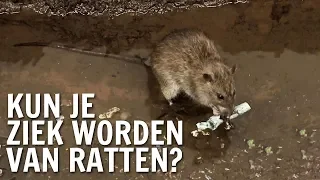 Kun je ziek worden van ratten? | De Buitendienst over Ratten