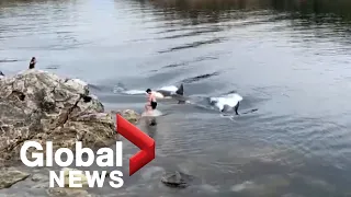 Pod of orcas surprise swimmers off BC coast, video shows