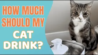 How Much Should My Cat Drink
