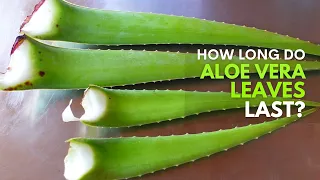 How Long Does Aloe vera Leaf Last?