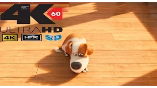 [4k][60FPS] The Secret Life of Pets Official Trailer 4K 60FPS HFR 3DSBS/VR/Cardboard[UHD] ULTRA HD