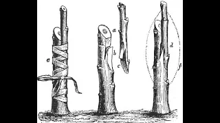 The majority of the world's grapevines are planted on native American rootstock