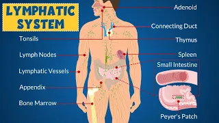 Lymphatic System: Definition, Anatomy, Function, Parts, and Common Diseases - Learning Junction