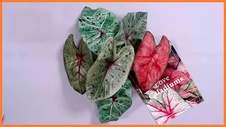 Caladium (gum paste)