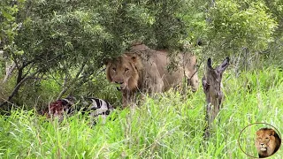 Large Angry Elephant Herd Surprise Lions At Zebra Kill