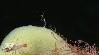 Skeleton shrimp in the deep ocean