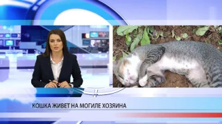 Кошка поселилась на могиле хозяина