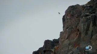 Watch a Gosling Make a Nail-biting Leap of Faith