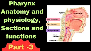 Pharynx Anatomy and physiology in Urdu/Hindi| Functions| Nasopharynx| Oropharynx| Layrangopharynx