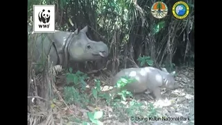 Endangered Baby Rhino Caught on Camera | National Geographic