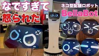 【ガスト】かわいい猫の店員さん　猫型配膳ロボット　ベラボットのベラちゃん