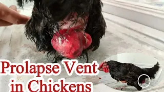 Prolapse Vent in Chickens | Chicken Prolapse Causes and Treatment | Dr. ARSHAD